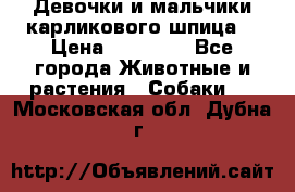 Девочки и мальчики карликового шпица  › Цена ­ 20 000 - Все города Животные и растения » Собаки   . Московская обл.,Дубна г.